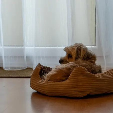 Harzer Wiesenberg, Bis Zu 2 Hunde Willkommen! Apartment Schulenberg im Oberharz