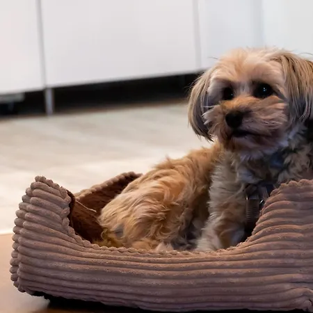 Harzer Wiesenberg, Bis Zu 2 Hunde Willkommen! 슐렌베르크임오베르하츠