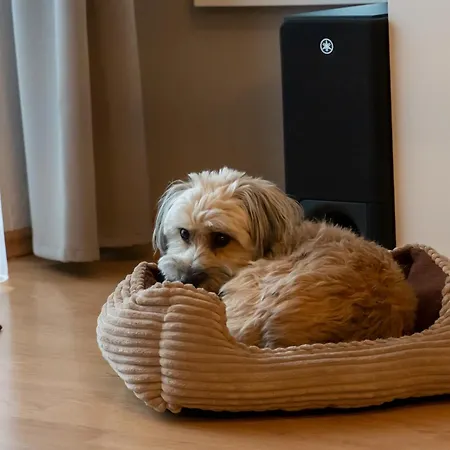 Harzer Wiesenberg, Bis Zu 2 Hunde Willkommen! Apartment *