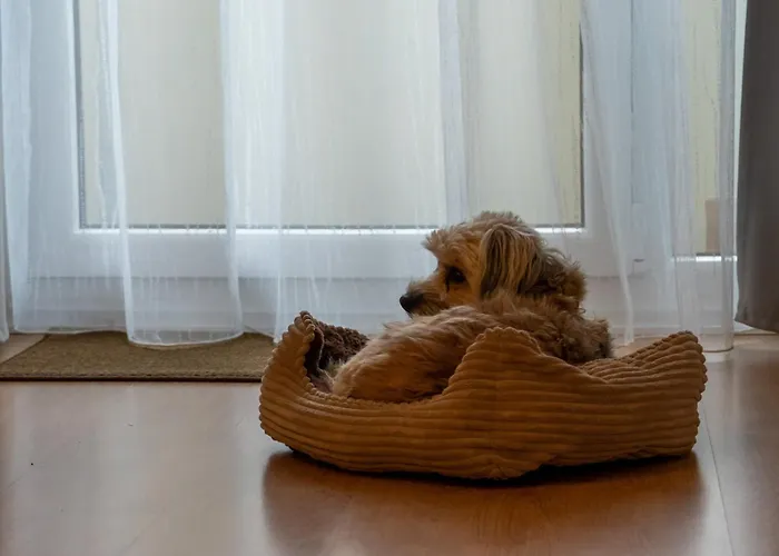 Harzer Wiesenberg, Bis Zu 2 Hunde Willkommen! Апартаменты Шуленберг-им-Оберхарц