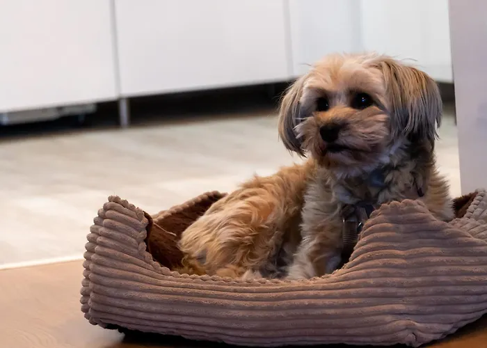 Harzer Wiesenberg, Bis Zu 2 Hunde Willkommen! Шуленберг-им-Оберхарц