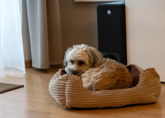 Harzer Wiesenberg, Bis Zu 2 Hunde Willkommen! Apartment *