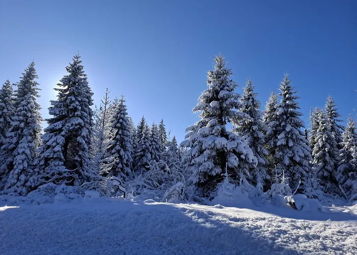 Апартаменты Harzer Wiesenberg, Bis Zu 2 Hunde Willkommen! Шуленберг-им-Оберхарц
