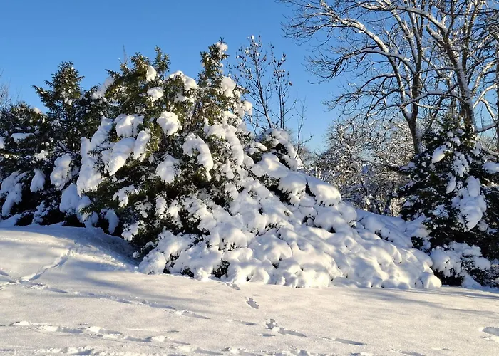 Harzer Wiesenberg, Bis Zu 2 Hunde Willkommen! Апартаменты *